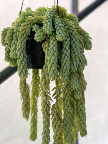 Meet the succulents that look like dolphins and hearts